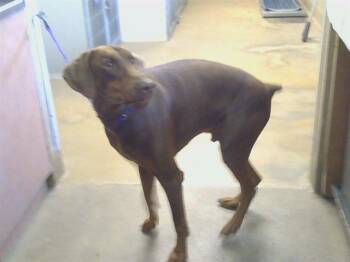 SPICKET -  Doberman Pinscher Dog Available for Adoption in Sacramento, California - SPICKET | PetCurious