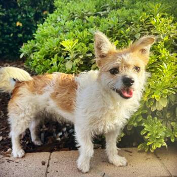 Hazel -  Terrier and Parson Russell Terrier Dog for Adoption in Newport Beach, California - Hazel | PetCurious