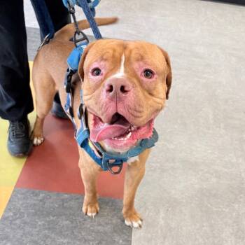 Rescue Mixed Breed Dogs for Adoption in Philadelphia, Pennsylvania - Niko | PetCurious