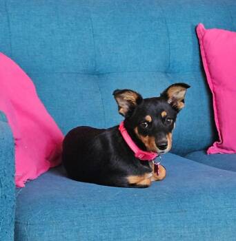Dobbie -  Mixed Breed Dog for Adoption in Mesa, Arizona - Dobbie | PetCurious