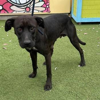 Angie -  Labrador Retriever Dog for Adoption in San Gabriel, California - Angie | PetCurious