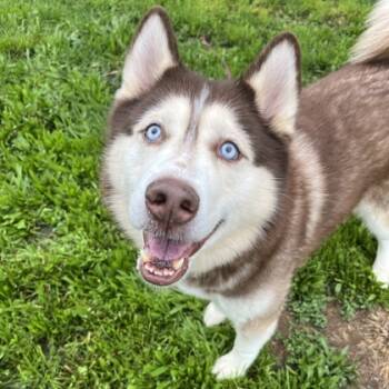 Rescue Siberian Husky and Mixed Breed Dogs for Adoption in Quakertown, Pennsylvania - Rupert | PetCurious