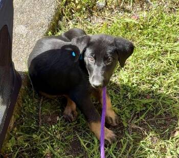 Doberman Pinscher Dogs Available for Adoption - Viola | PetCurious