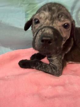 Labrador Retriever Dogs Available for Adoption in Brookhaven, Mississippi - Verna 26 | PetCurious