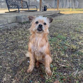 Yorkshire Terrier and Wirehaired Terrier Dogs Available for Adoption - Sandscoot | PetCurious