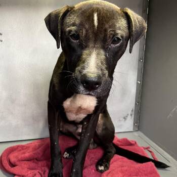 Motta -  Pit Bull Terrier Dog for Adoption in Greensboro, North Carolina - Motta | PetCurious