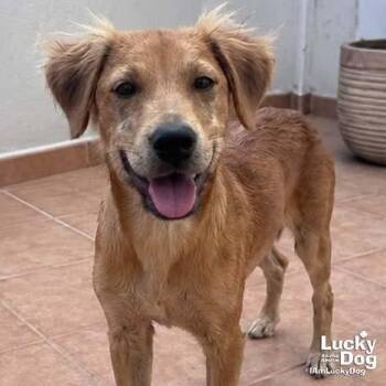 Willy Wonka -  Labrador Retriever Dog for Adoption in Washington, District Of Columbia - Willy Wonka | PetCurious