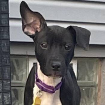 Sadie -  Pit Bull Terrier and Mixed Breed Dog for Adoption in Avon, Ohio - Sadie | PetCurious