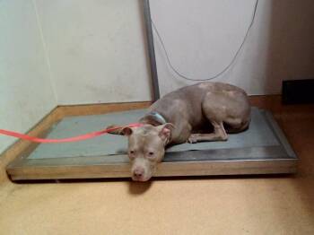 Pit Bull Terrier Dogs Available for Adoption in Martinez, California - ICE | PetCurious