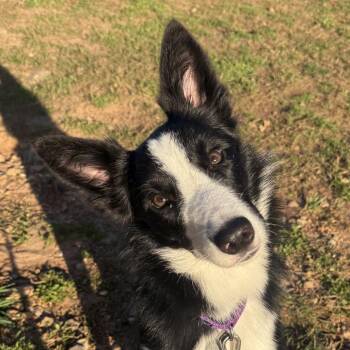 Border Collie Dogs Available for Adoption in Cumming, Georgia - Ziggy 22359 | PetCurious