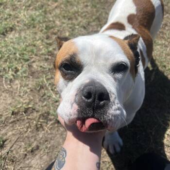 Bulldog Dogs Available for Adoption in San Antonio, Texas - Senora | PetCurious