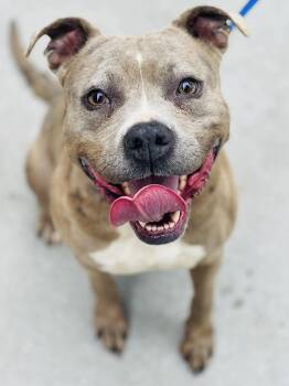 AC-4449 "Peach" -  Pit Bull Terrier Dog Available for Adoption in Conyers, Georgia - AC-4449 "Peach" | PetCurious