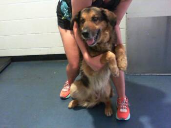 A1266605 -  German Shepherd Dog and Mixed Breed Dog for Adoption in Charlotte, North Carolina - A1266605 | PetCurious