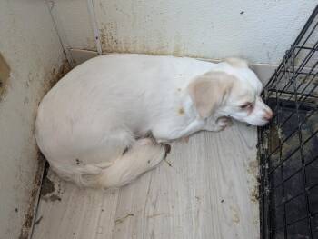 Sunny (A114074) -  Chihuahua Dog for Adoption in Pahrump, Nevada - Sunny (A114074) | PetCurious
