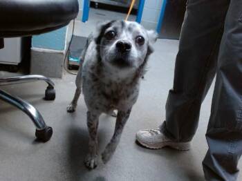 APOLLO -  Australian Cattle Dog Blue Heeler and Mixed Breed Dog for Adoption in Albuquerque, New Mexico - APOLLO | PetCurious