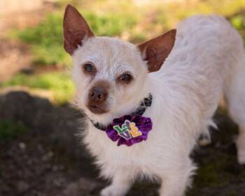 Chihuahua and Terrier Dogs Available for Adoption - TAO | PetCurious