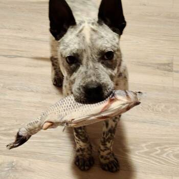 Australian Cattle Dog Blue Heeler and Pit Bull Terrier Dogs Available for Adoption in Los Angeles, California - Franko | PetCurious