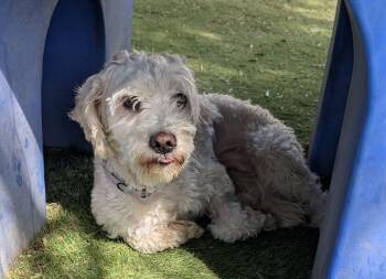Poodle and Terrier Dogs Available for Adoption in Ramona, California - Tootles | PetCurious