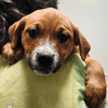 Ramblefang -  Boxer and Shepherd Dog for Adoption - Ramblefang | PetCurious