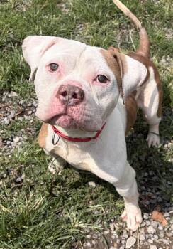 Greg -  American Bulldog Dog for Adoption in Mckeesport, Pennsylvania - Greg | PetCurious