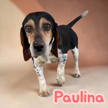 Basset Hound and Beagle Dogs Available for Adoption - Paulina | PetCurious