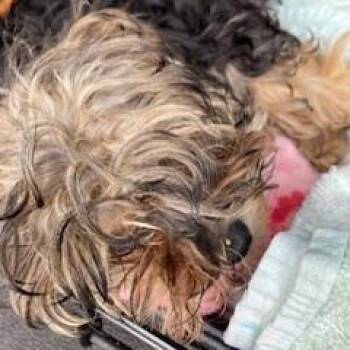 Feta Cheese -  Yorkshire Terrier and Mixed Breed Dog for Adoption in York, Pennsylvania - Feta Cheese | PetCurious