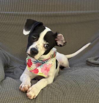 Rat Terrier and Boston Terrier Dogs Available for Adoption in Yadkinville, North Carolina - Poppy | PetCurious