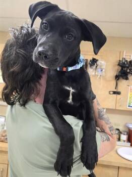 Labrador Retriever Dogs Available for Adoption in Aliquippa, Pennsylvania - SANTANA | PetCurious