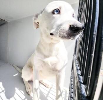 A658724 -  Labrador Retriever and Husky Dog for Adoption in Houston, Texas - A658724 | PetCurious