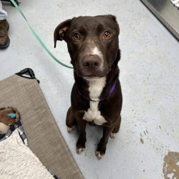 Labrador Retriever Dogs Available for Adoption in Uniontown, Pennsylvania - Bosco | PetCurious