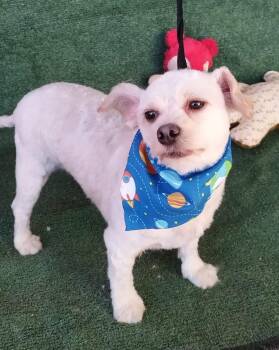 Rescue Poodle Dogs for Adoption - Marcos | PetCurious