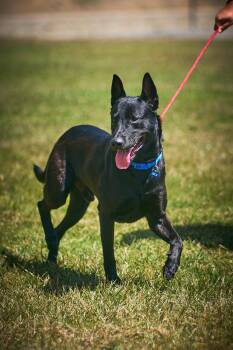 Zorro -  Belgian Shepherd Malinois Dog for Adoption in San Luis Obispo, California - Zorro | PetCurious