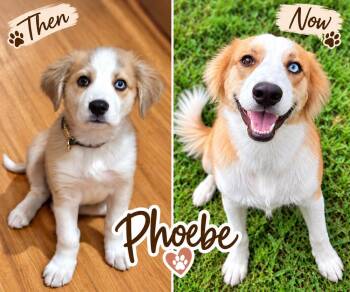 Phoebe -  Great Pyrenees and Boxer Dog for Adoption in Casselberry, Florida - Phoebe | PetCurious