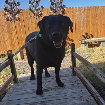 Presley -  Black Labrador Retriever Dog for Adoption in Cheyenne, Wyoming - Presley | PetCurious