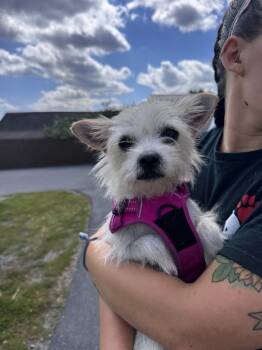 Rescue West Highland White Terrier Westie and Terrier Dogs for Adoption in Pine Grove, Pennsylvania - Luna | PetCurious