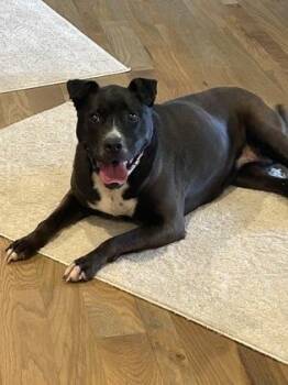 Pit Bull Terrier and Mixed Breed Dogs Available for Adoption in Kansas City, Missouri - Deidre | PetCurious