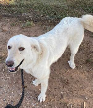 Betty -  Great Pyrenees Dog for Adoption in Post, Texas - Betty | PetCurious