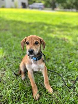 Allison -  Beagle and Mixed Breed Dog for Adoption in Aiken, South Carolina - Allison | PetCurious