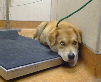 Rescue Pit Bull Terrier and Mixed Breed Dogs for Adoption in Sacramento, California - MAGENTA | PetCurious