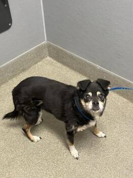 JACOB -  Chihuahua and Mixed Breed Dog for Adoption in Las Vegas, Nevada - JACOB | PetCurious