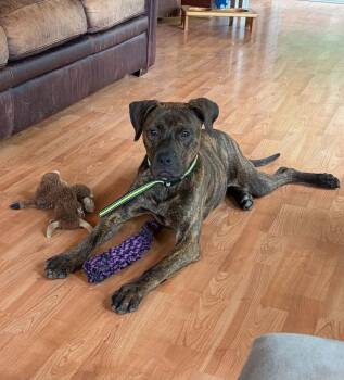 Arlo -  Terrier Dog Available for Adoption in Candler, North Carolina - Arlo | PetCurious