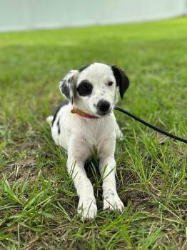 Pringle -  Jack Russell Terrier and Mixed Breed Dog for Adoption in Aiken, South Carolina - Pringle | PetCurious