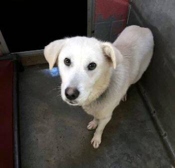 Labrador Retriever Dogs Available for Adoption - Bialy | PetCurious