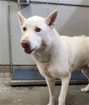 German Shepherd Dog and Mixed Breed Dogs Available for Adoption - BRETT | PetCurious