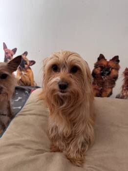 Rescue Yorkshire Terrier and Shih Tzu Dogs for Adoption in Pine Grove, Pennsylvania - Karter | PetCurious