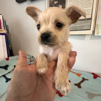 Monica -  Mixed Breed and Terrier Dog for Adoption in Key Largo, Florida - Monica | PetCurious