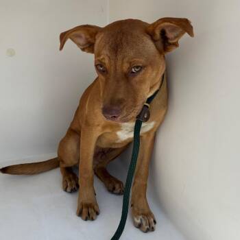 Scrappy -  Mixed Breed Dog for Adoption in Chattanooga, Tennessee - Scrappy | PetCurious