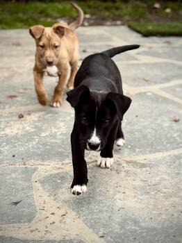 Rescue German Shepherd Dog Dogs for Adoption in Los Angeles, California - Peach | PetCurious