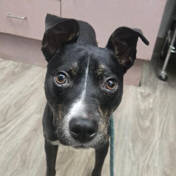 Sandor -  Terrier Dog for Adoption in San Jacinto, California - Sandor | PetCurious