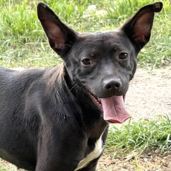 Rat Terrier Dogs Available for Adoption in Krum, Texas - Hayley | PetCurious